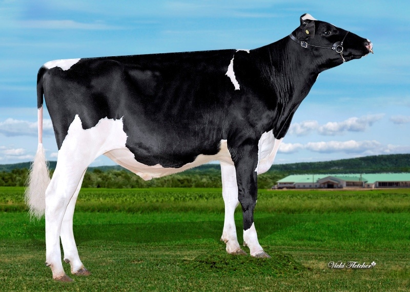 DUCKETT HAVELOCK